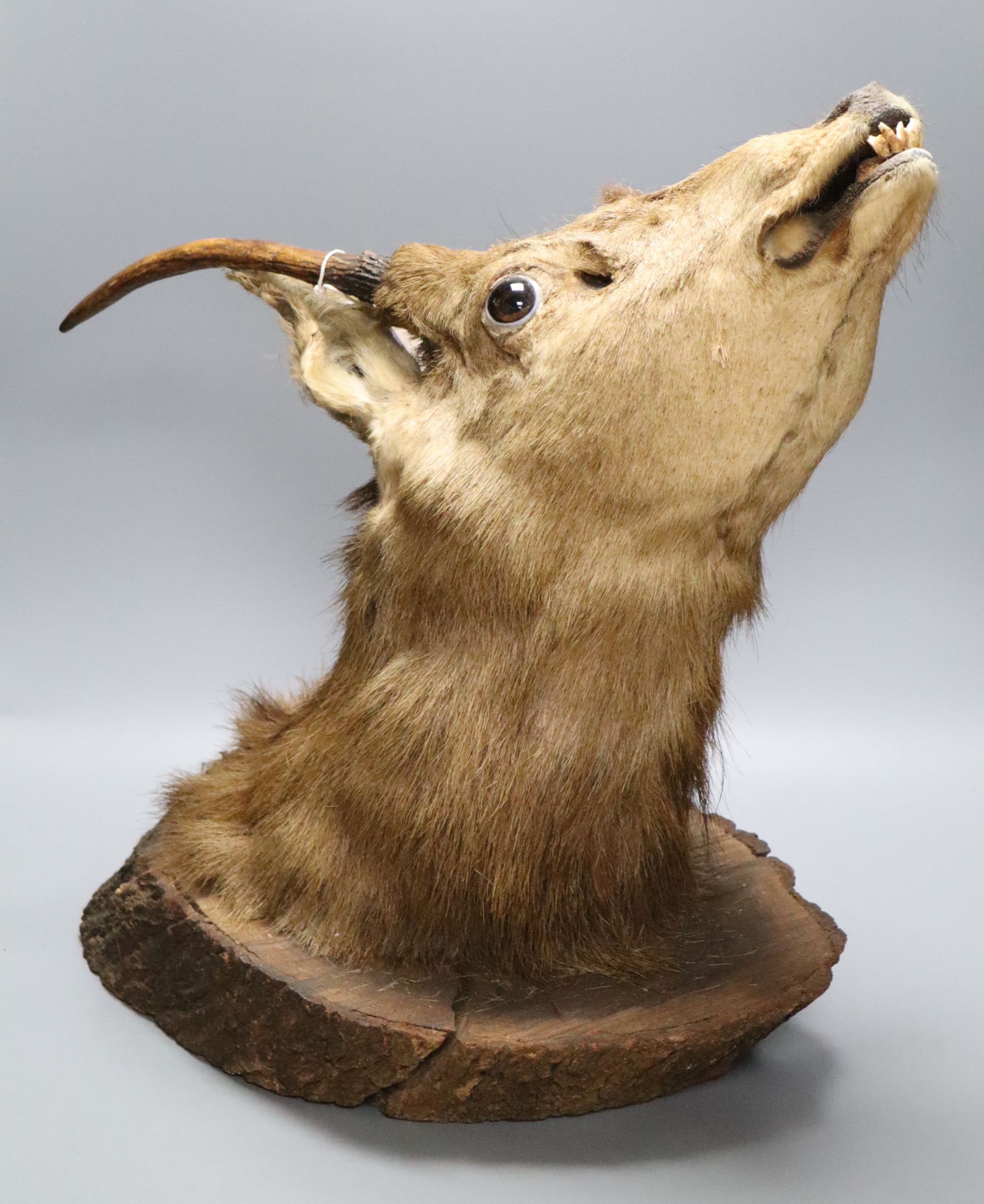 A taxidermy stags head wall trophy